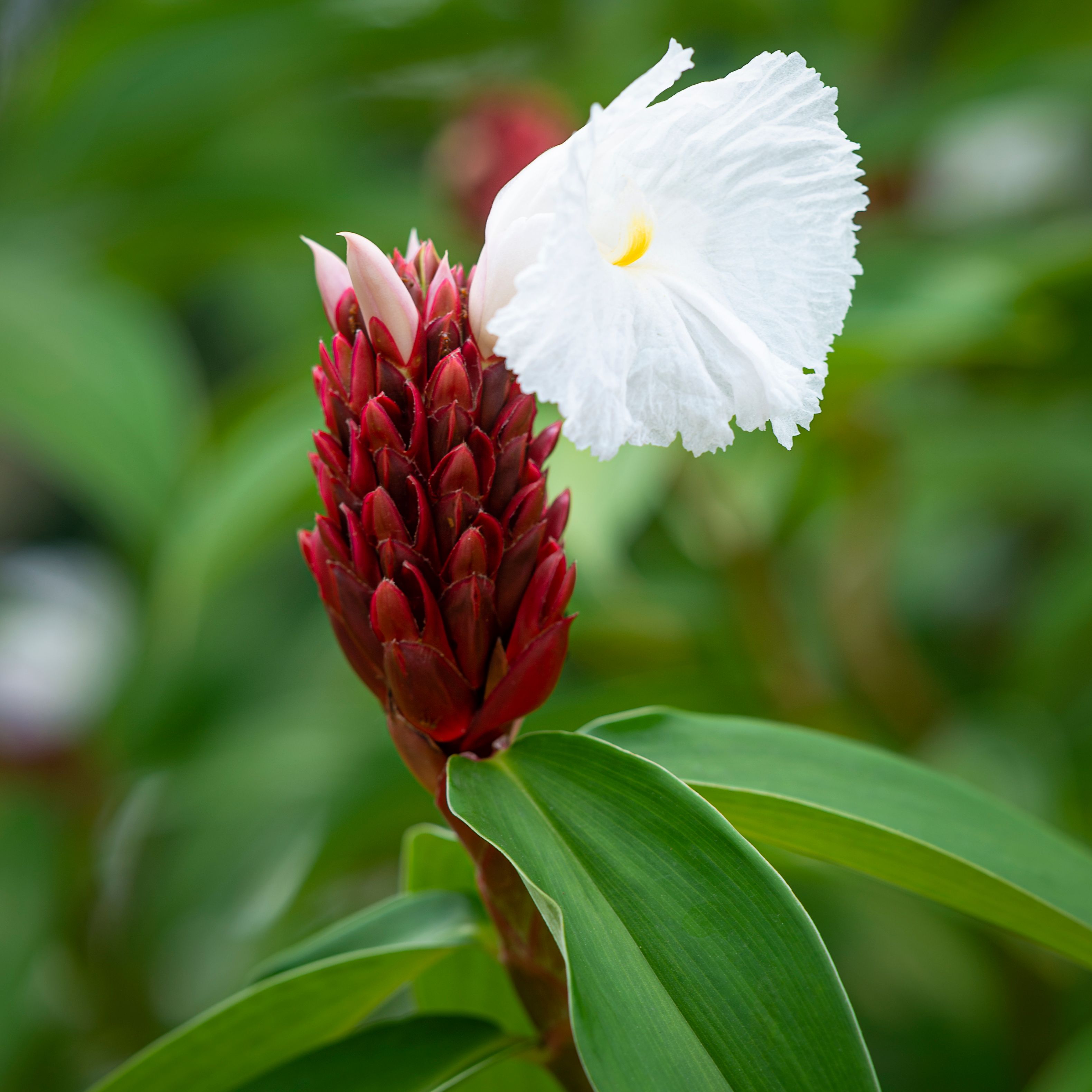 manfaat obat herbal untuk kesehatan tubuh.